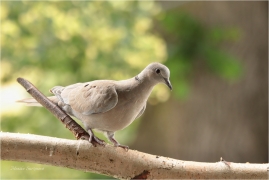<p>HRDLIČKA ZAHRADNÍ (Streptopelia decaocto) Bohuslavice nad Vláří ---- /Eurasian collared dove - Türkentaube/</p>